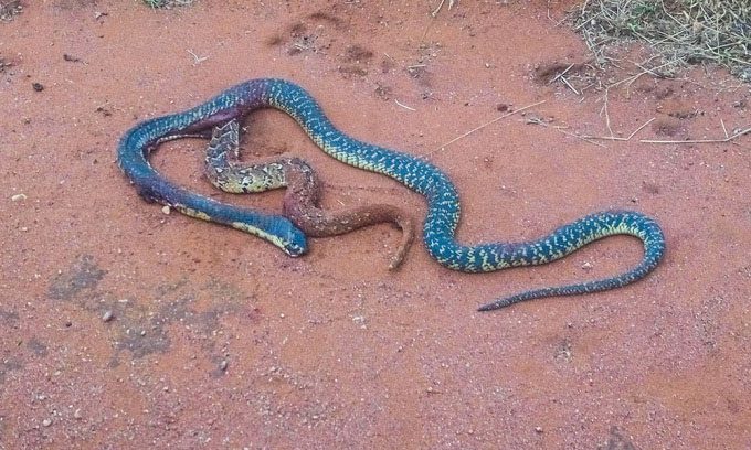  Cobra with a punctured stomach after swallowing a puff adder. 