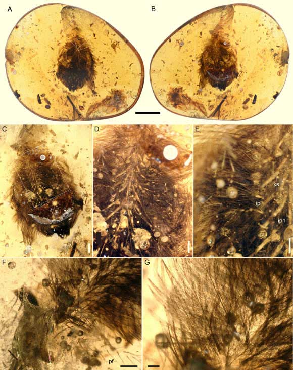 A precious piece of amber preserving the extremely intricate feather of a strange extinct creature