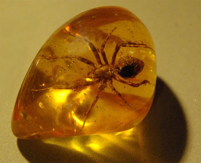 Amber with a spider
