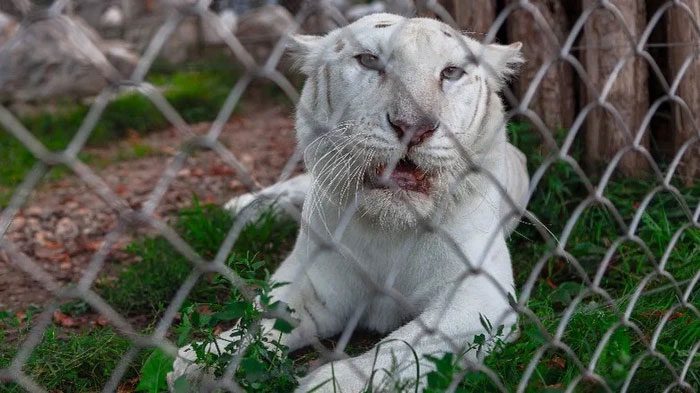 Due to the dominant gene coding for orange fur, most tigers are born orange