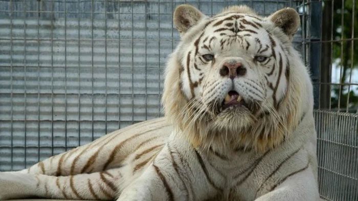 Widespread irresponsible breeding to produce white tigers has damaged the gene pool of tigers.