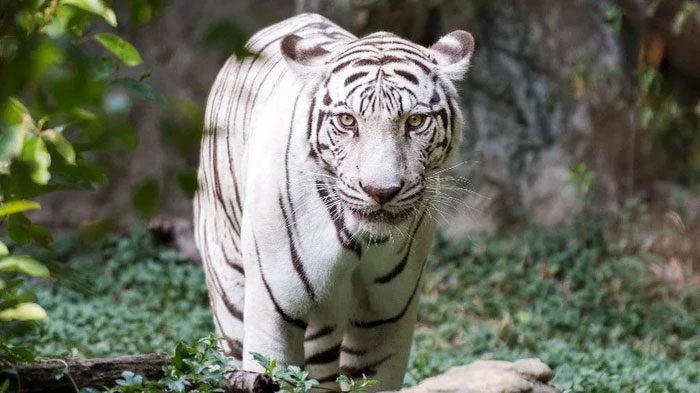 White tigers were originally born outside of nature and are extremely rare