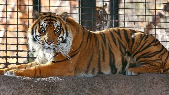 Due to factors such as age, illness, and natural disasters, tigers will still die according to the laws of nature.