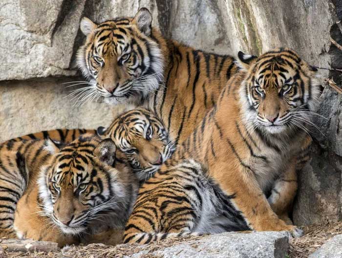 The ancestors of modern tigers are ancient Chinese cats.