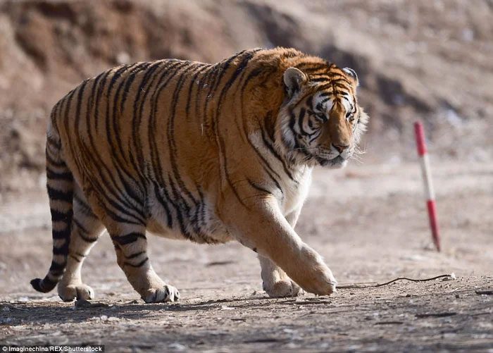 Through dissecting tiger remains, students gain a better understanding of anatomical structure and physiological characteristics of tigers.
