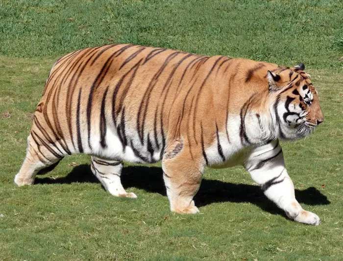 Tiger remains can also be taxidermied for scientific research.