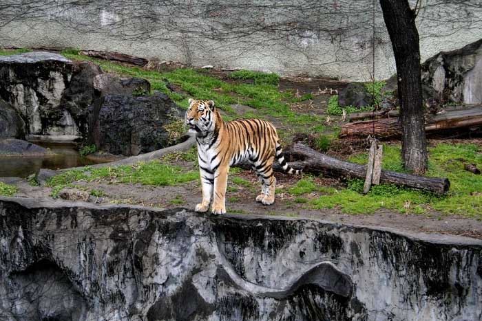 Tigers are considered one of the rarest wildlife species.