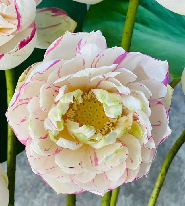 Close-up of a mutant lotus flower.