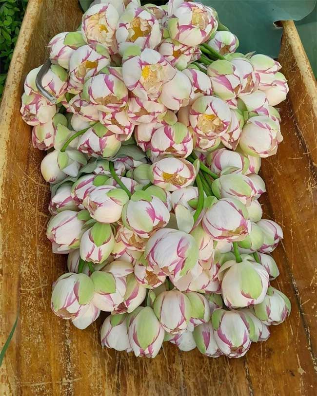 Mutant lotus flowers