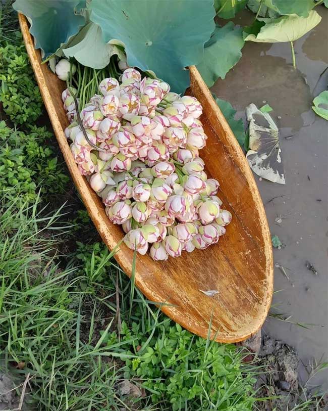 Mutant lotus flowers