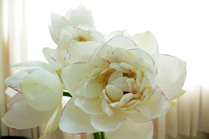 Many people are captivated by the beauty of mutant lotus flowers.