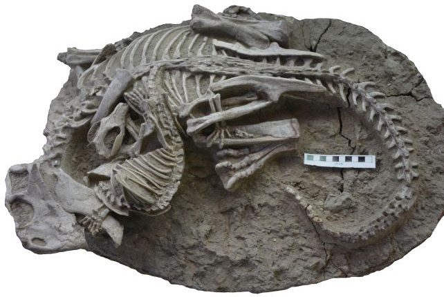 Dual fossils of two Cretaceous monsters excavated in Liaoning, China