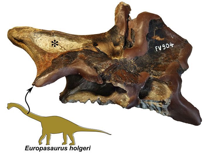 Convergent evolution is common among vertebrate animals