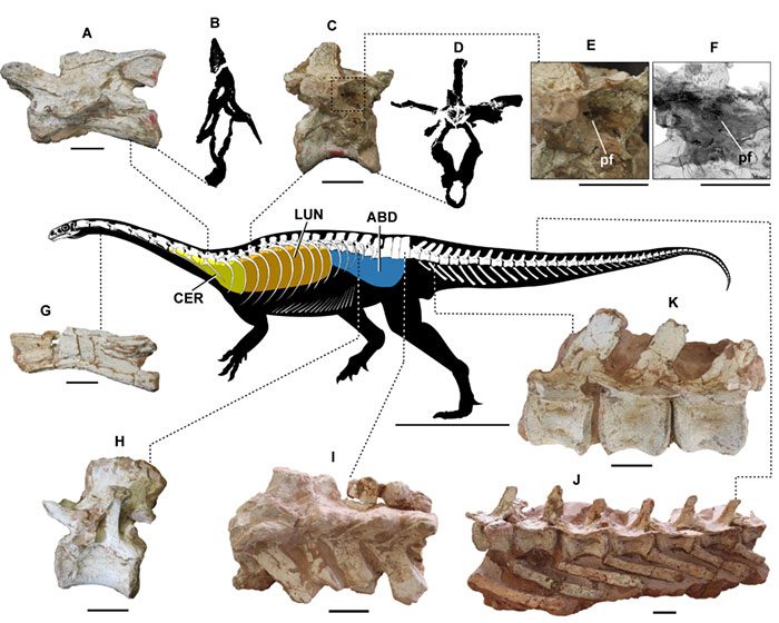 Not all animals use the same techniques and organs to breathe