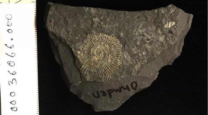 One of the uniquely fossilized small creatures at Posidonia Shale
