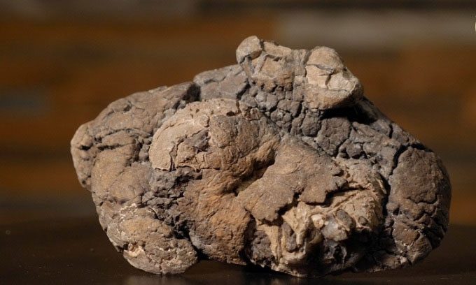 A 126-million-year-old dinosaur coprolite sample