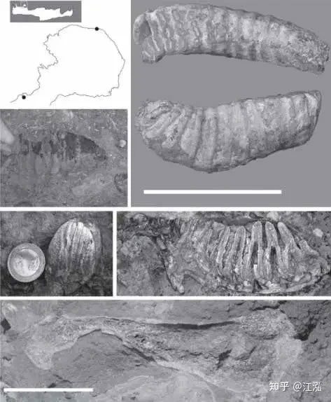 Fossils of the ancient elephant discovered on Crete.