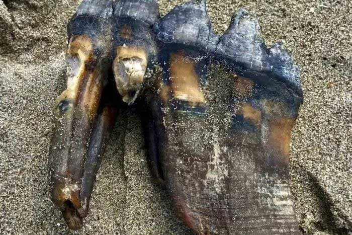 Mammoth tusk found in California.