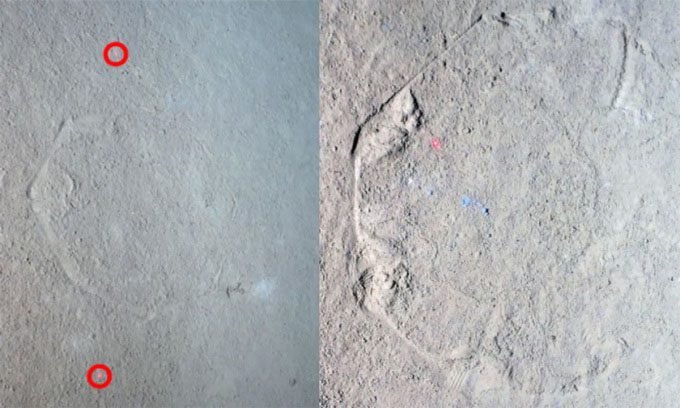 Hexagonal patterns on the ocean floor.