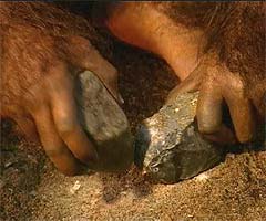 Homo habilis using stone tools