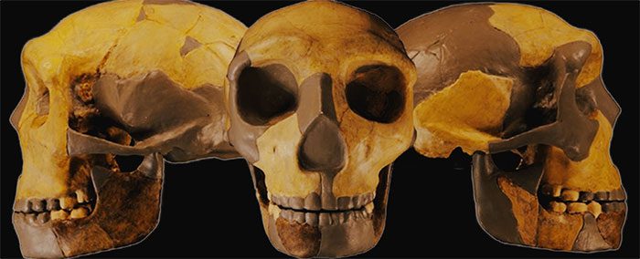 The HLD 6 skull is closely related to older species.