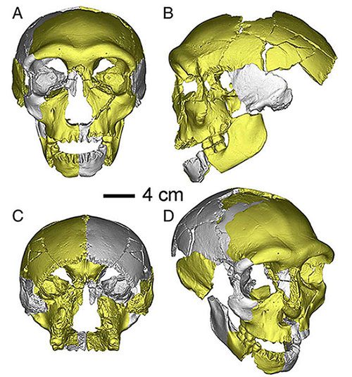 The HLD 6 skull (dating back 300,000 years) excavated in China in 2019