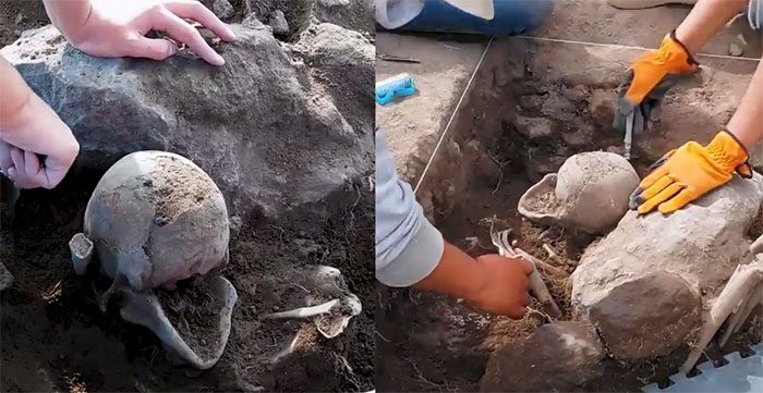 The development of the skull is altered under applied force
