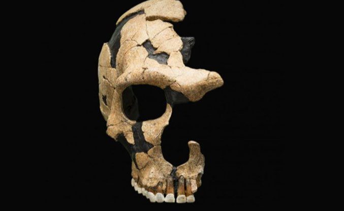 Reconstructed skull from another species ancestor