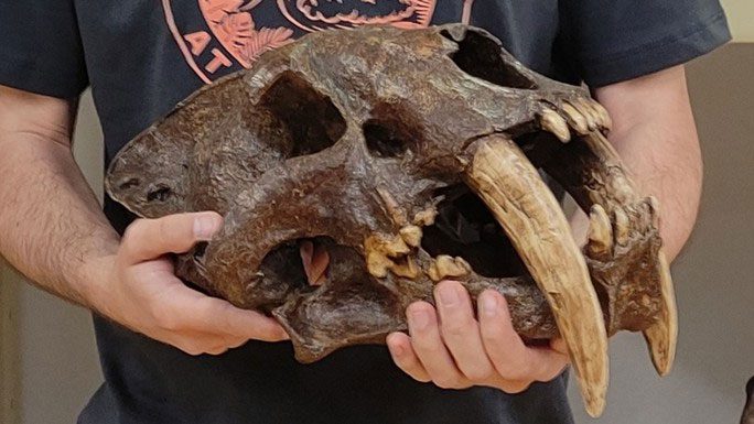 Massive skull of the saber-toothed cat