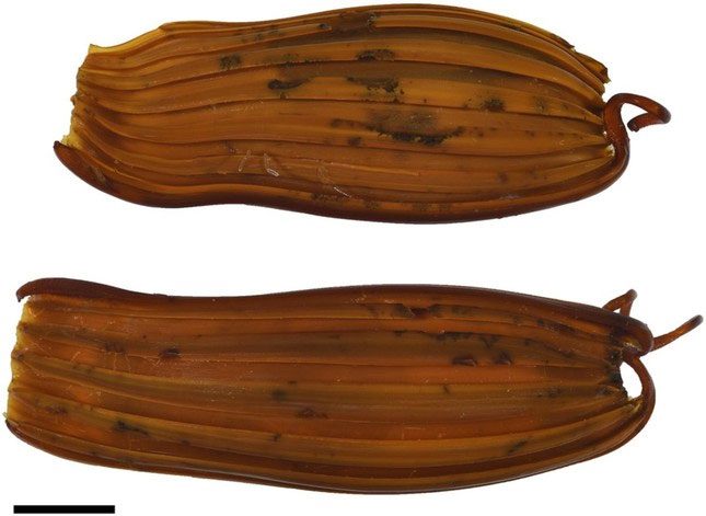 Close-up of the egg case of the shark Apristurus ovicorrugatus.