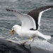 hoping to launch an attack on the argentine navy 127937
