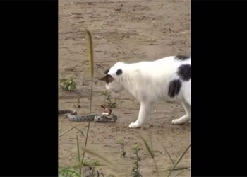 house cat tung lien hoan cuoc tan cong ran doc 128828