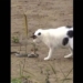 house cat tung lien hoan cuoc tan cong ran doc 128828