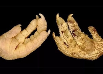 how do marine scientists transform sea cucumbers into dragon fruit 127772