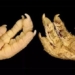 how do marine scientists transform sea cucumbers into dragon fruit 127772