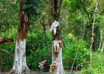 how japans suicide forest is now after many years of nightmares 129140