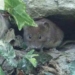 how mice recognize each others age 6019
