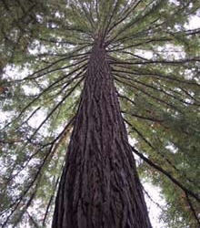 how tall is the cypress tree 5561