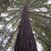 how tall is the cypress tree 5561