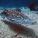 how to bathe a squid 5897