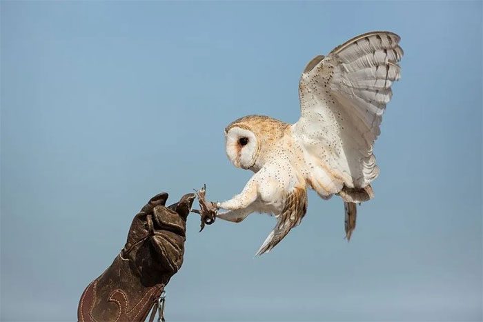 Some also prefer to train owls.
