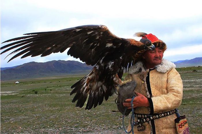 Adult eagles require more effort and time to tame.