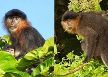 humans are the real cause of the rare species appearing in borneo island 128978