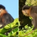 humans are the real cause of the rare species appearing in borneo island 128978