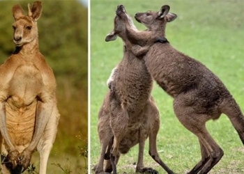 humans will soon get kangaroo liver transplants to repair brain injuries 128917
