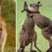 humans will soon get kangaroo liver transplants to repair brain injuries 128917