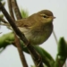 hummingbird tractable 5191