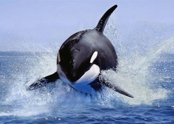 hundreds of whales or just pleasure 128639