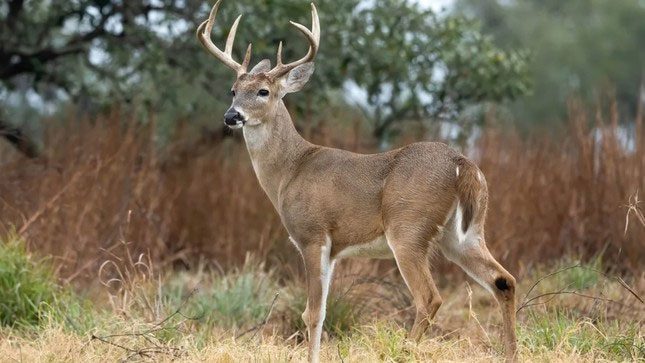 A male white-tailed deer near Goose Island State Park in Texas, USA.