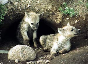 Spotted Hyena